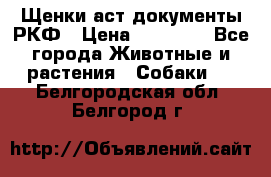 Щенки аст документы РКФ › Цена ­ 15 000 - Все города Животные и растения » Собаки   . Белгородская обл.,Белгород г.